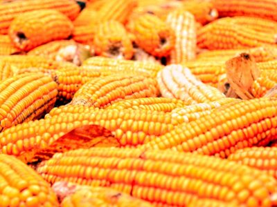 Feria del Elote